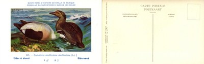 247 Eider à duvet - Eidereend