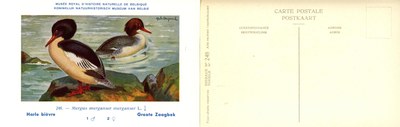 248 Harle bièvre - Groote Zaagbek