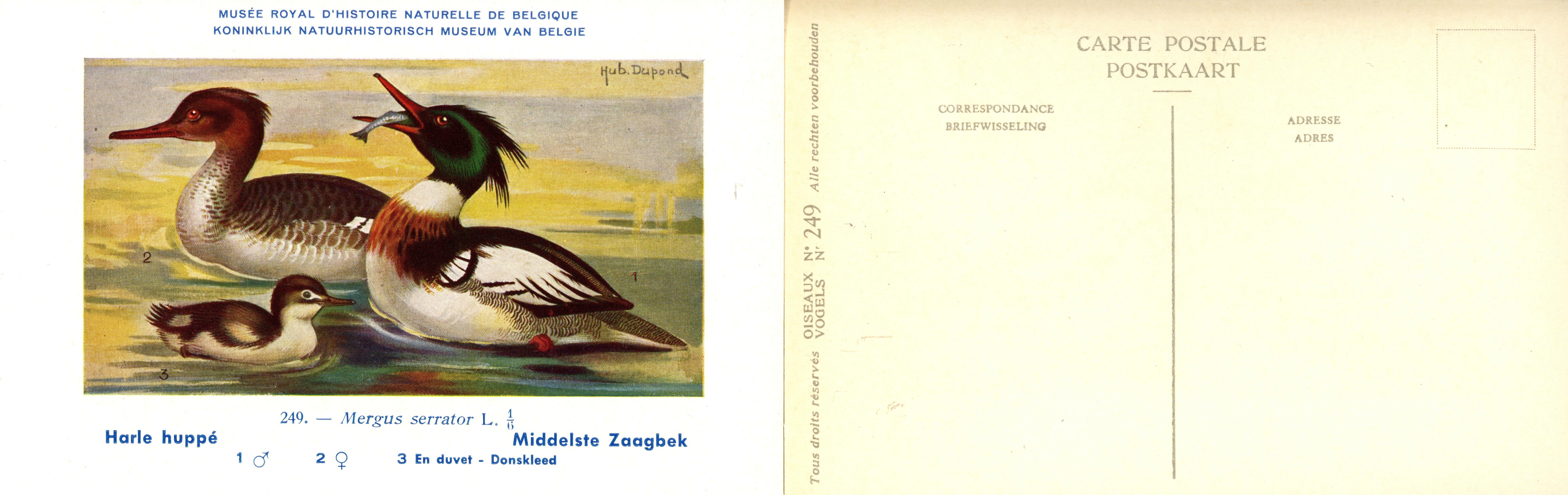 249 Harle huppé - Middelste Zaagbek