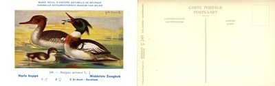 249 Harle huppé - Middelste Zaagbek