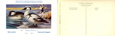 250 Harle piette - Nonnetje Zaagbek