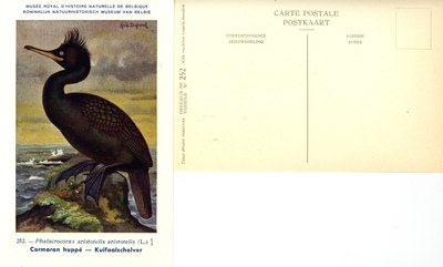 252 Cormoran huppé - Kuifaalscholver