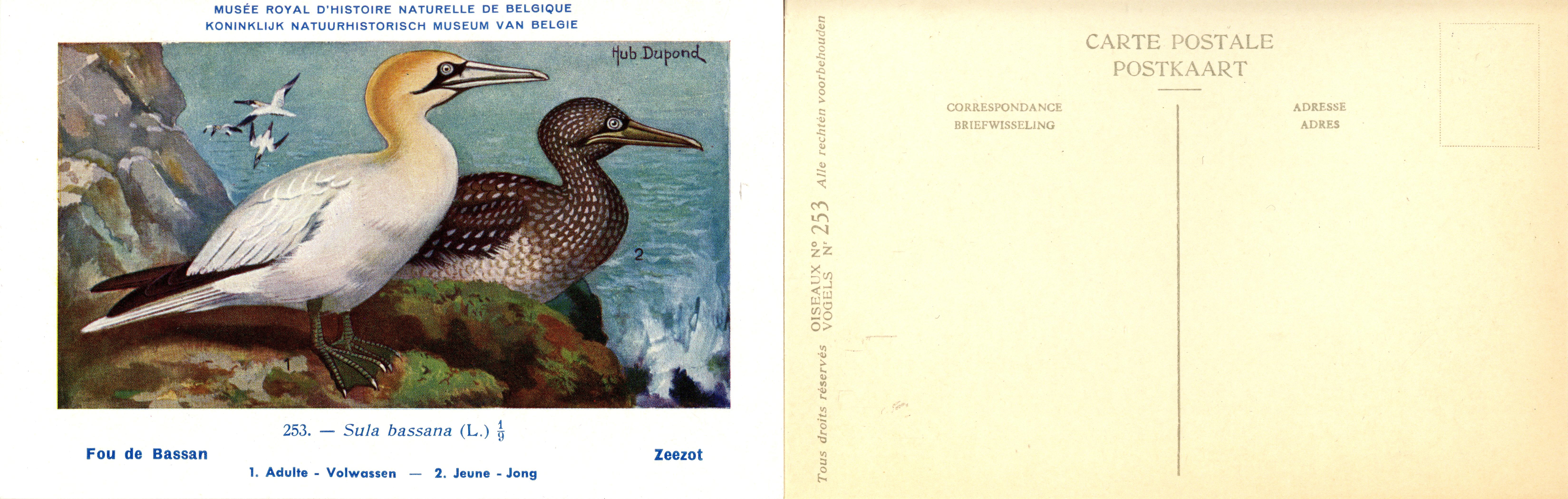 253 Fou de Bassan - Zeezot