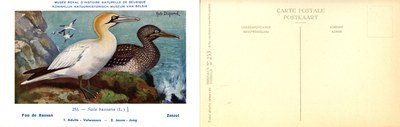 253 Fou de Bassan - Zeezot