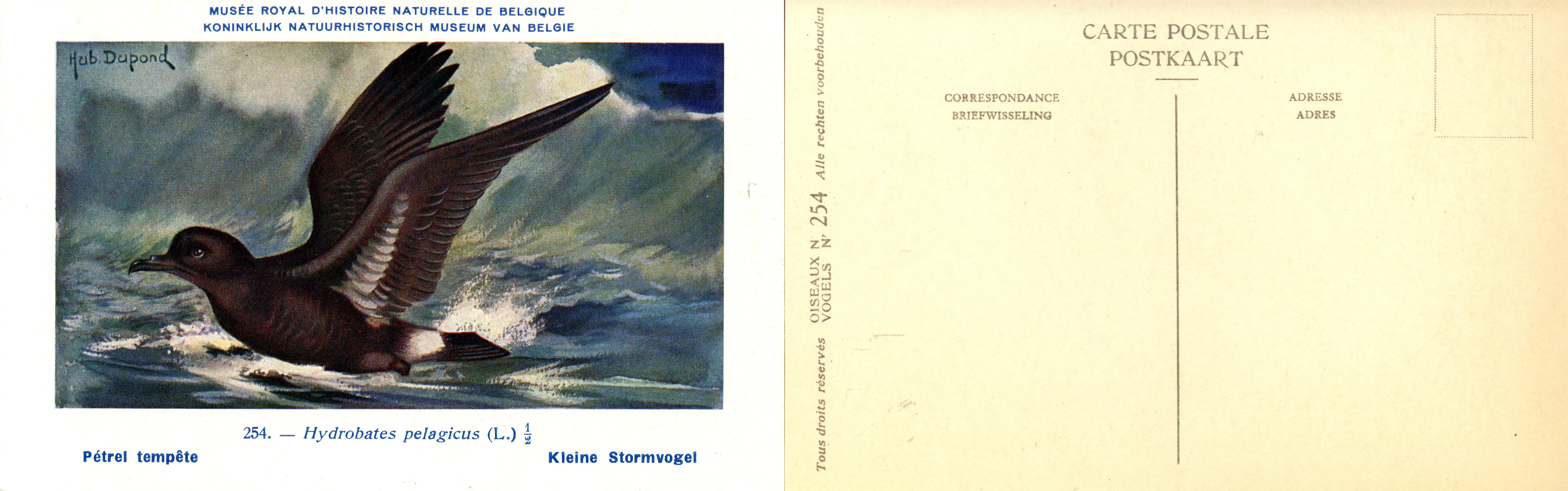 254 Pétrel tempête - Kleine Stormvogel
