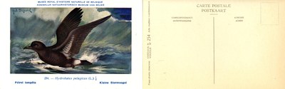 254 Pétrel tempête - Kleine Stormvogel