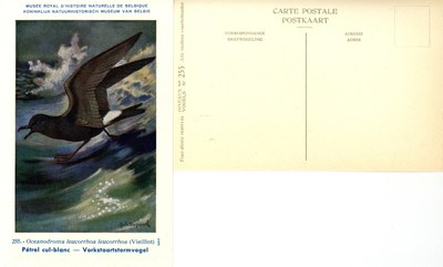 255 Pétrel cul-blanc - Vorkstaartstormvogel