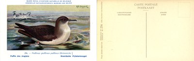 256 Puffin des Anglais - Noorsche Pijlstormvogel