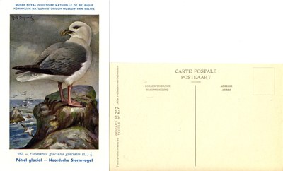 257 Pétrel glacial - Noordsche Stormvogel