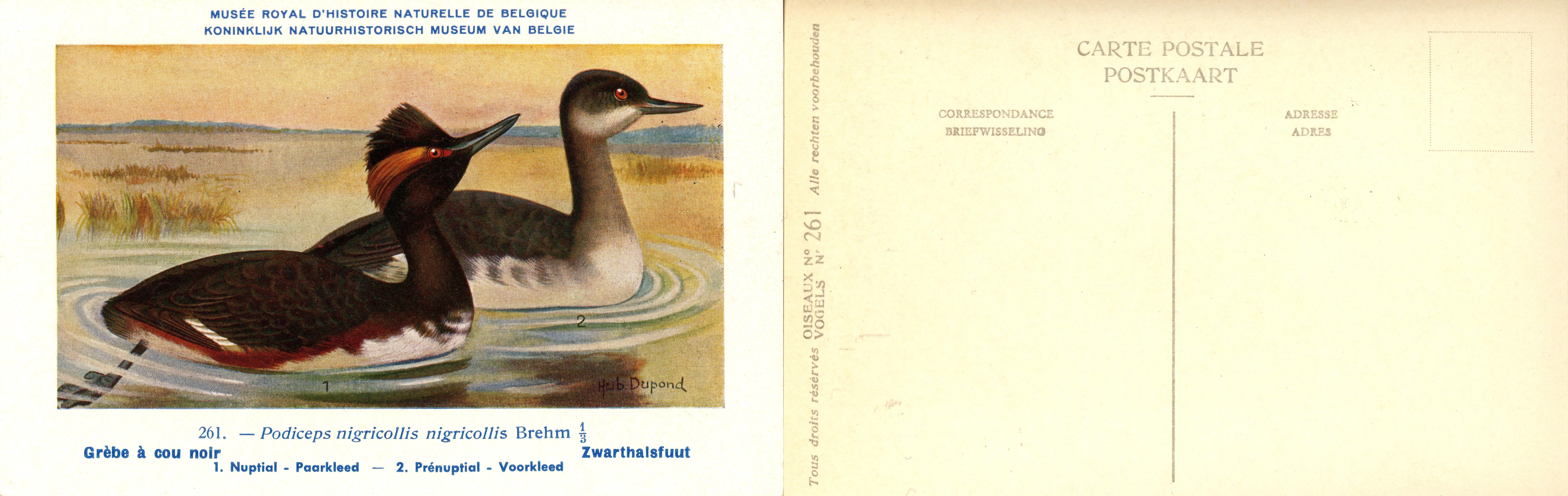 261 Grèbe à cou noir - Zwarthalsfuut