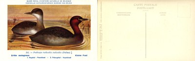 262 Grèbe castagneux - Kleine Fuut