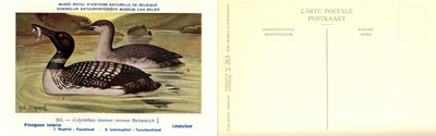 263 Plongeon imbrin - IJsduiker