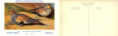 266 Syrrhapte paradoxal - Steppenhoen