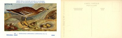 267 Oedicnème criard - Griel