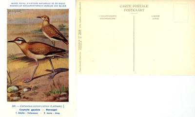 268 Courvite gaulois - Renvogel