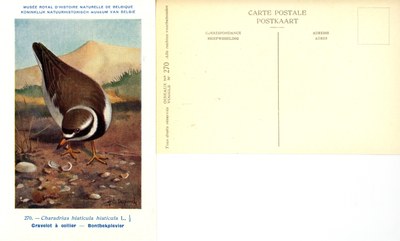 270 Gravelot à collier - Bontbekplevier