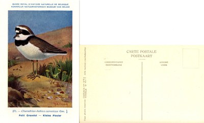 271 Petit Gravelot - Kleine Plevier