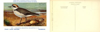 272 Pluvier à collier interrompu - Strandplevier