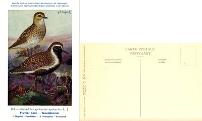 274 Pluvier doré - Goudplevier
