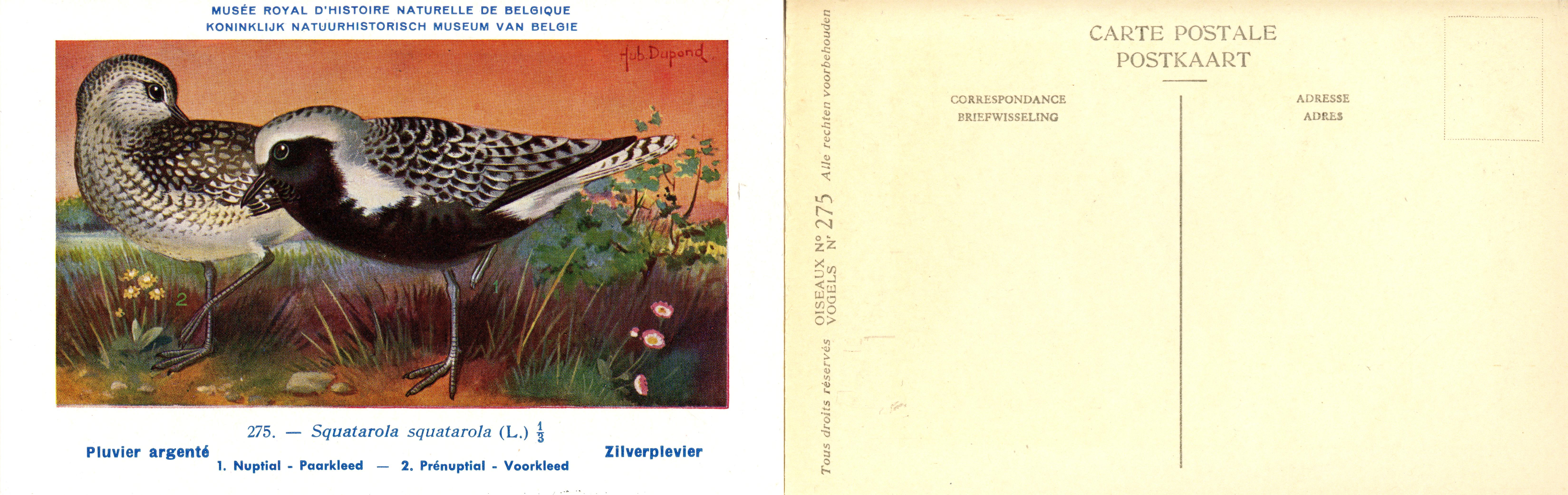 275 Pluvier argenté - Zilverplevier