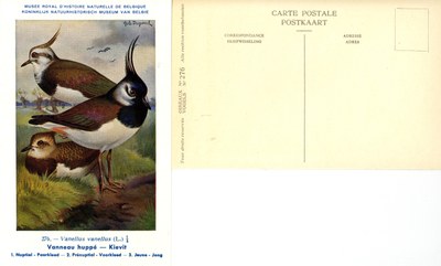 276 Vanneau huppé - Kievit