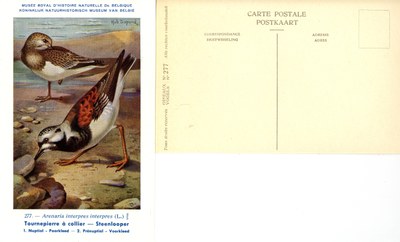 277 Tournepierre à collier - Steenlooper