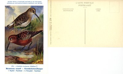 278 Bécasseau cocorli - Krombekstrandlooper