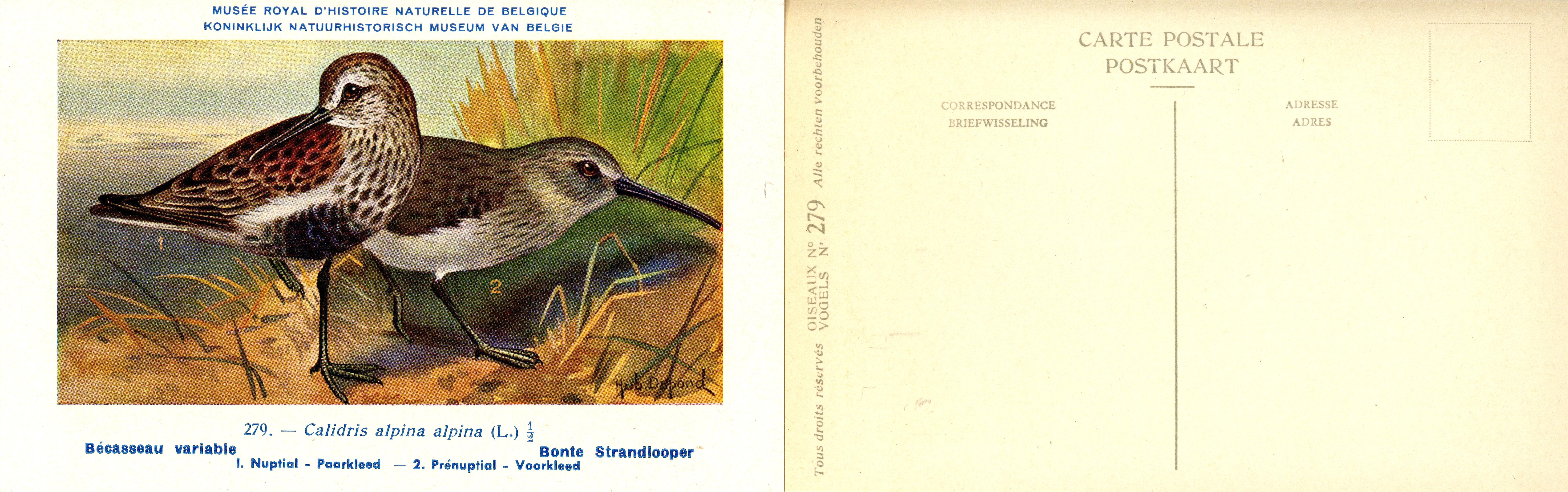 279 Bécasseau variable - Bonte Strandlooper
