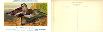 279 Bécasseau variable - Bonte Strandlooper