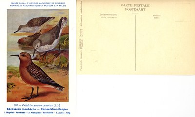282 Bécasseau maubèche - Kanoetstrandlooper