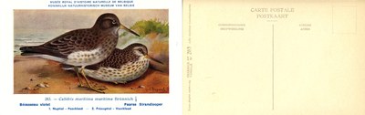 283 Bécasseau violet - Paarse Strandlooper