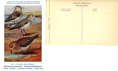 285 Bécasseau sanderling - Drieteenstrandlooper