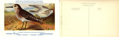 286 Bécasseau falcinette - Breedbekstrandloper