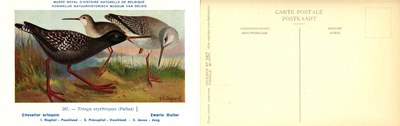 287 Chevalier arlequin - Zwarte Ruiter