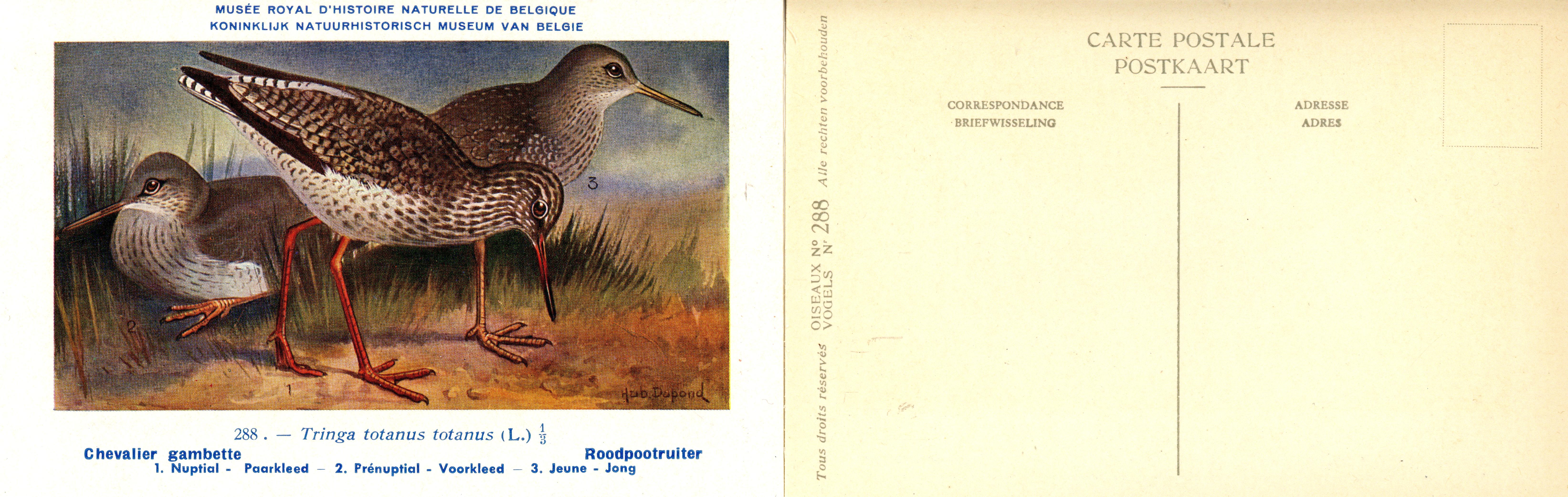 288 Chevalier gambette - Roodpootruiter