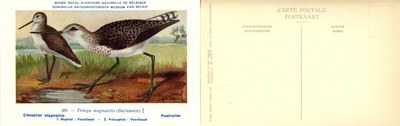 289 Chevalier stagnatile - Poelruiter