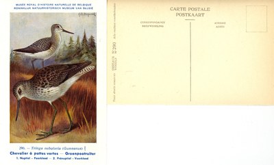 290 Chevalier à pattess vertes - Groenpootruiter