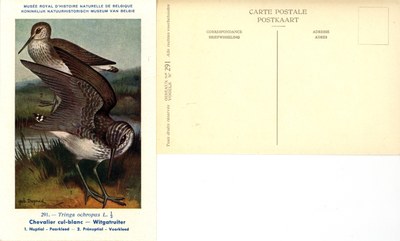 291 Chevalier cul-blanc - Witgatruiter