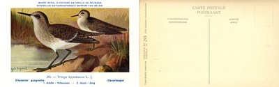 293 Chevalier guignette - Oeverlooper