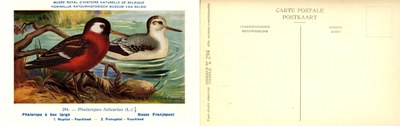 294 Phalarope à bec large - Rosse Franjepoot