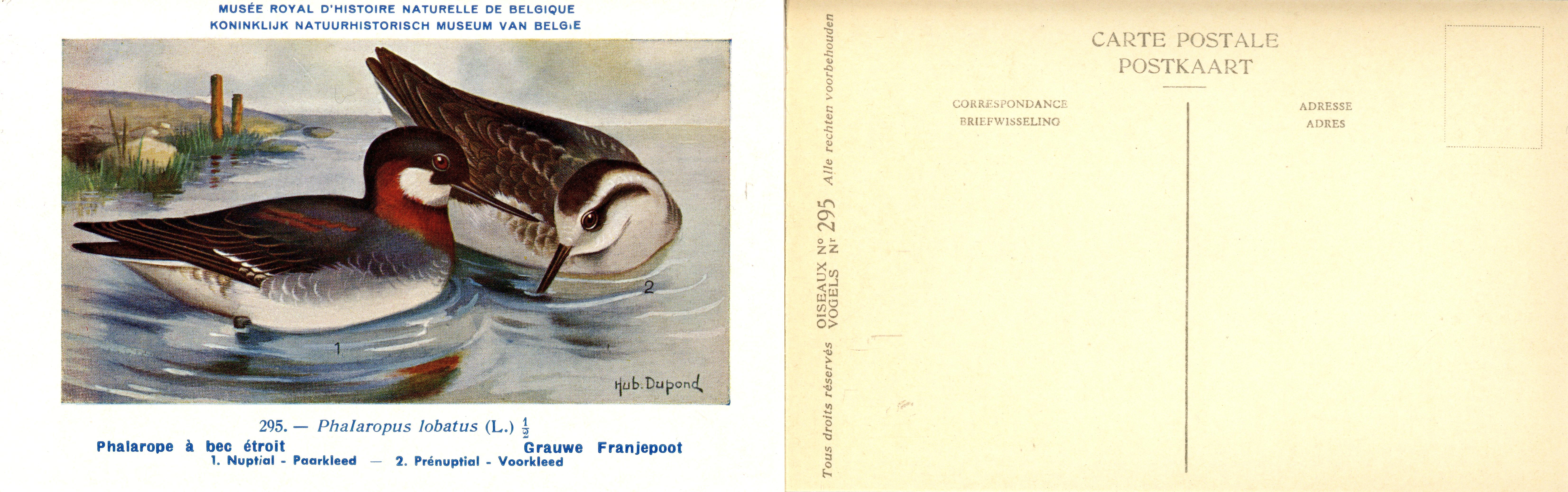295 Phalarope à becétroit - Grauwe Franjepoot
