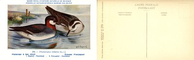 295 Phalarope à becétroit - Grauwe Franjepoot