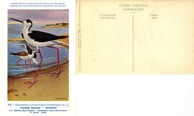 296 Echasse blanche - Steltkluit