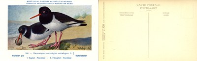 300 Huîtrier pie - Scholekster