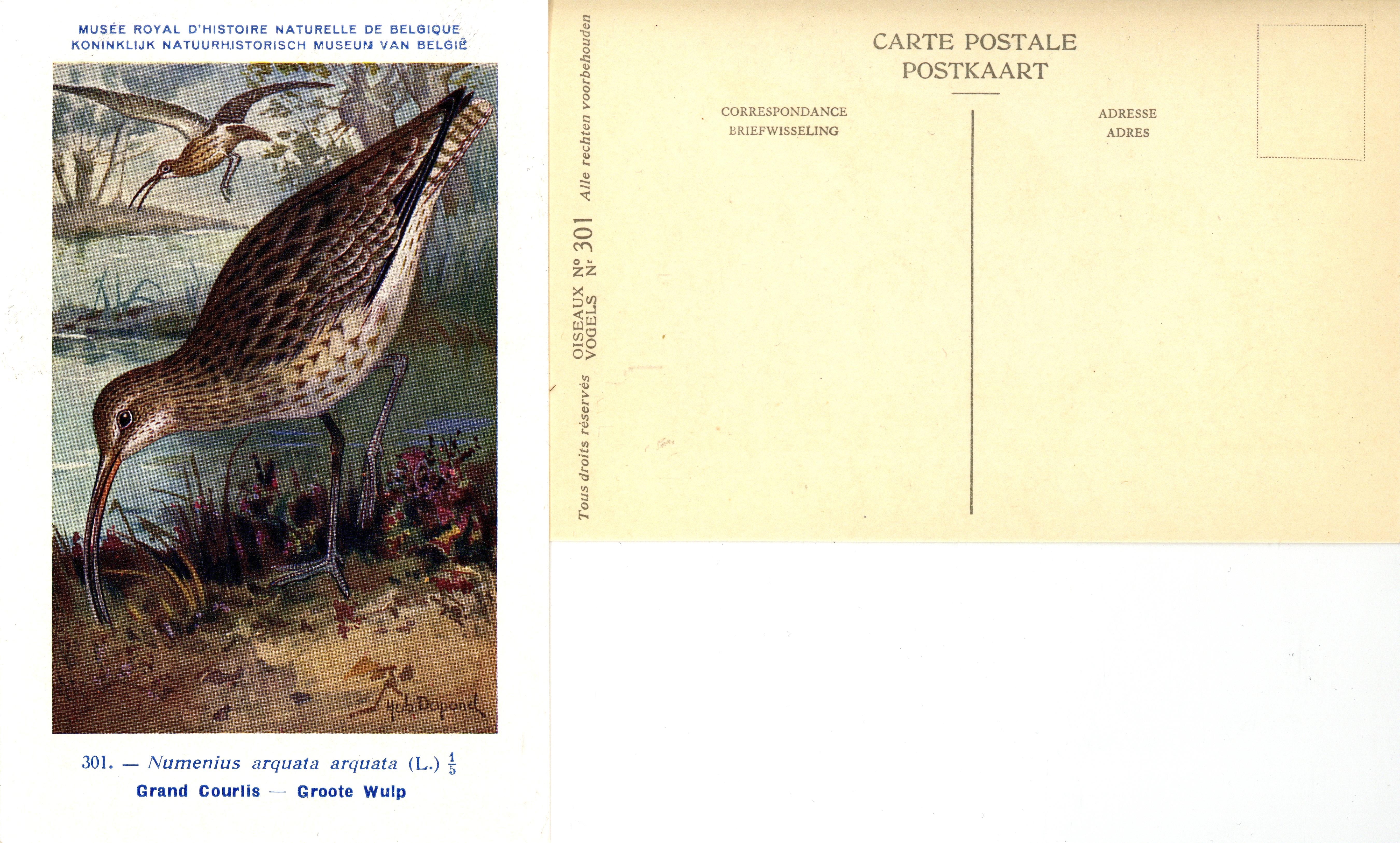 301 Grand Couriis - Groote Wulp