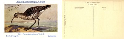 302 Courlis à bec grêle - Dunkbekwulp