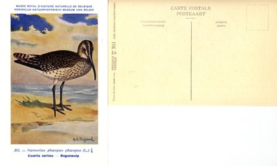 303 Courlis corlieu - Regenwulp