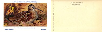 304 Bécasse des bois - Houtsnip