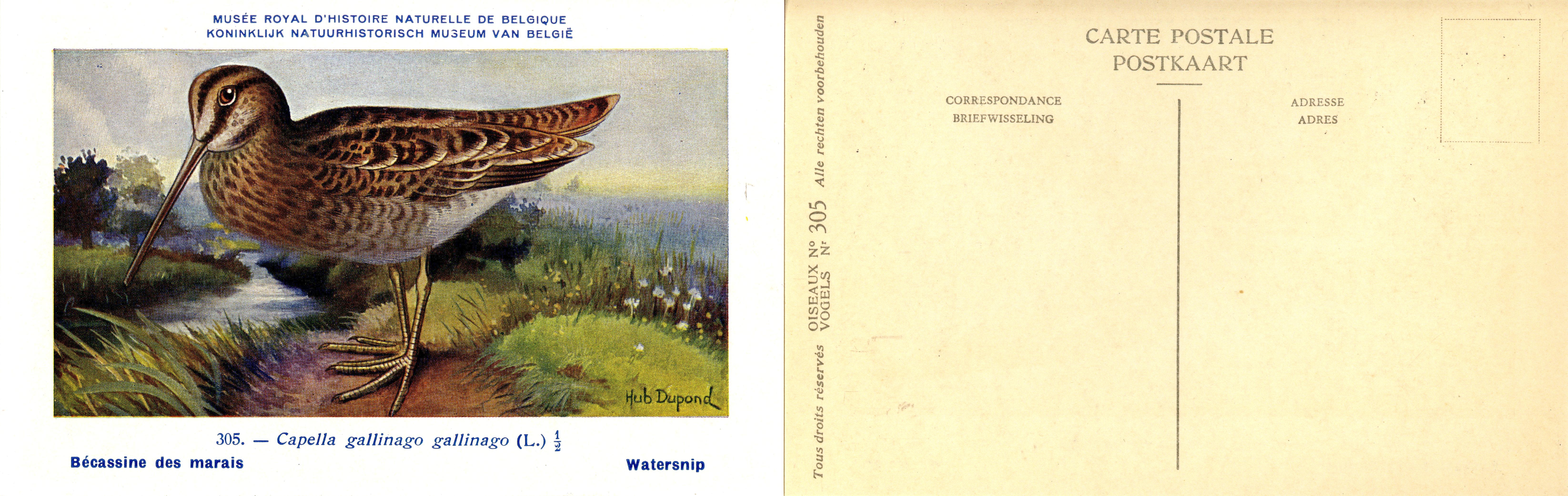 305 Bécassins des marais - Watersnip