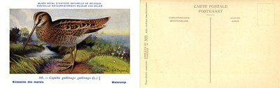 305 Bécassins des marais - Watersnip